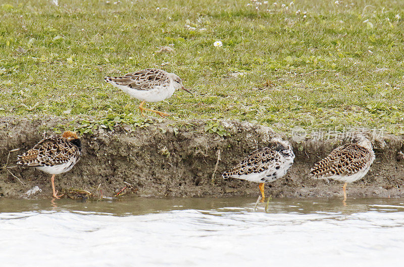 Ruff Wader (Philomachus匕首)